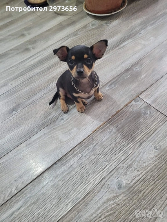 Сладък пинчер , снимка 1