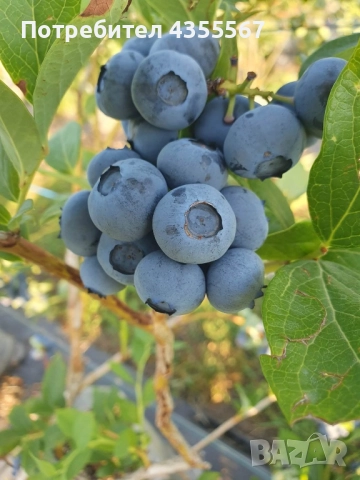 Боровинки, снимка 8 - Разсади - 52815818