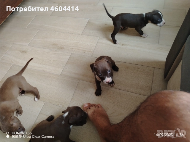 продавам малки питбулчета 3 мъжки 2 женски, снимка 1