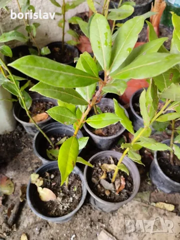 Промоция на дафинов лист - лаврово дърво, снимка 7 - Стайни растения - 14936605