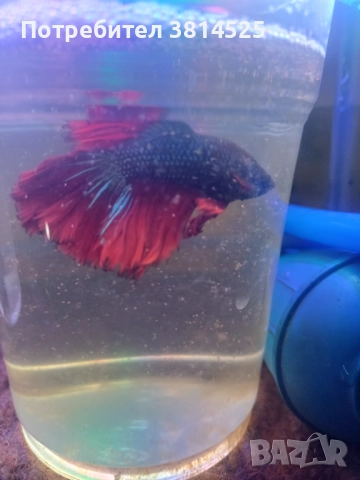 Бети, данио, гупи 