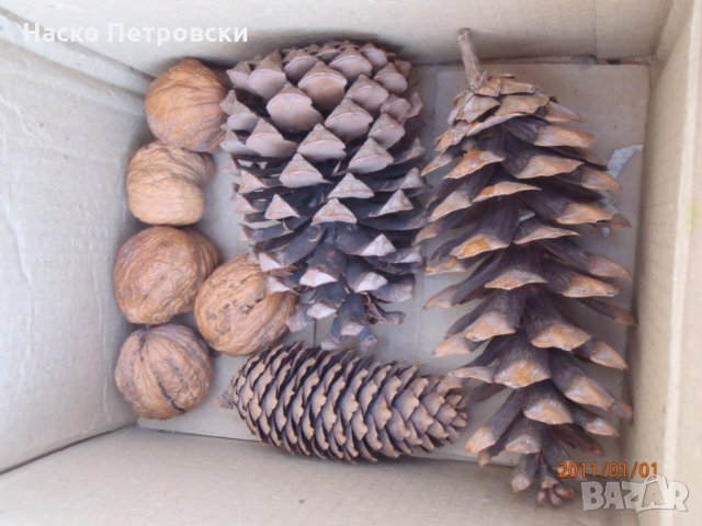 Декоративни шишарки, орехи, жълъди, кестени и САХАРСКИ пясък., снимка 4 - Декорация за дома - 28265208