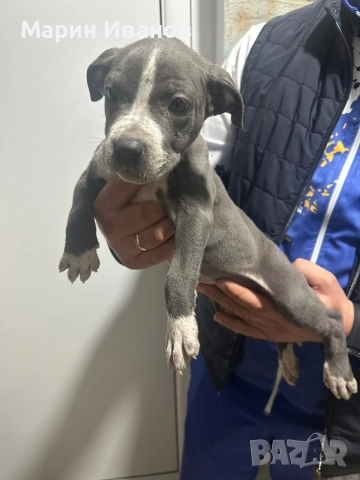 Синьо питбулче, момиче с две ваксини!!!, снимка 5 - Питбул - 52725678