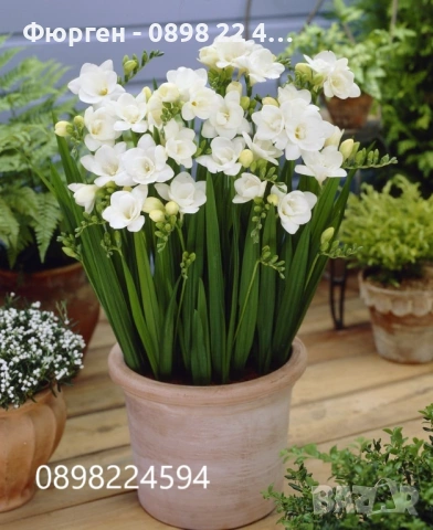 Луковици Фрезия – фракция 5/6