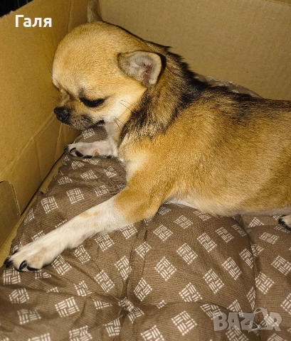 чихуахуа мини 