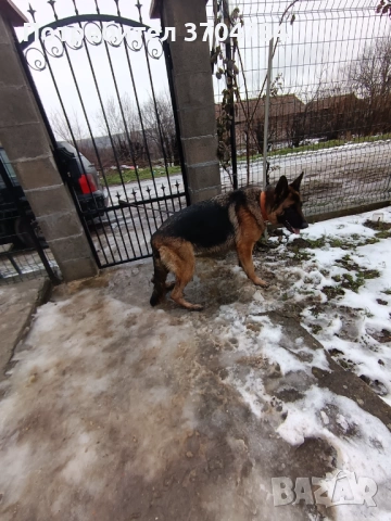 Продавам немска овчарка , снимка 2 - Немска овчарка - 53245024