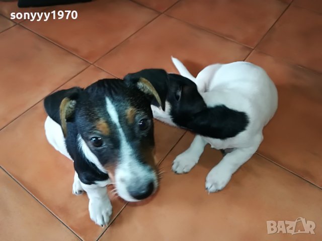 ДЖАК-МОМИЧЕ 6 МЕСЕЦА 0305221616, снимка 3 - Джак ръсел териер - 36645526
