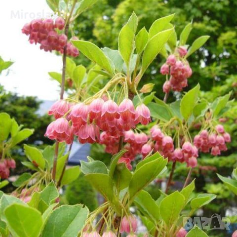 Енкиантус кампанулис/ enkianthus campanulatus, снимка 4 - Градински цветя и растения - 39927624