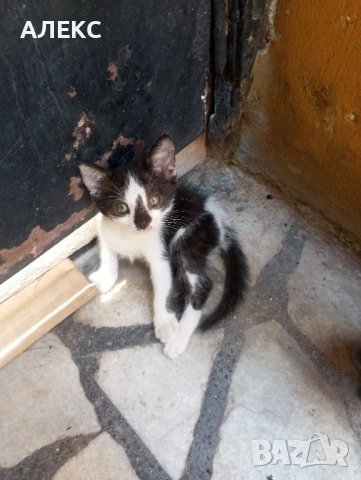 ПОДАРЯВАМ КОТЕНЦА, снимка 10 - Мейн кун - 50985226