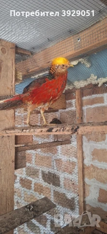 Продавам фазани, снимка 4 - други­ - 51372864