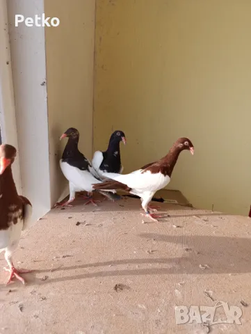 Млади датски , снимка 2 - Гълъби - 47875134