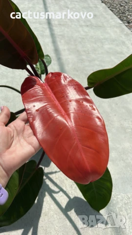 Philodendron 'Prince of Orange', снимка 3 - Стайни растения - 50765773