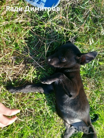 ПОДАРЯВАМ КУЧЕНЦА, снимка 14 - Други - 52297955