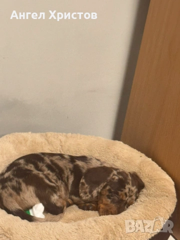 Продавам Мраморен Дакел, снимка 2 - Дакели - 53193234