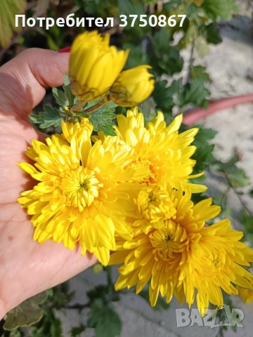 💜🌿🩷 Високостеблени хризантеми , снимка 18 - Градински цветя и растения - 52420302
