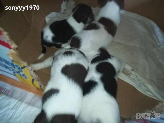 ДЖАК РЪСЕЛ-250ЛВ ЗА БРОЙ 0409251453, снимка 17 - Джак ръсел териер - 51605105