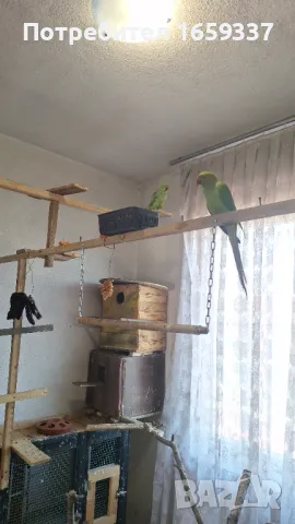  Работещ чифт малък Александър , снимка 5 - Папагали - 50361925