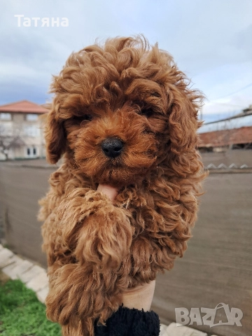 Той Пуделче