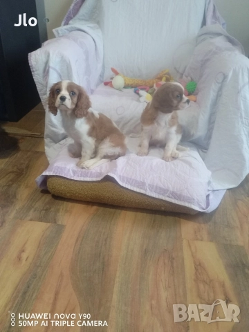 Кавалер кинг чарлз шпаньол , снимка 4 - Шпаньоли - 52653754