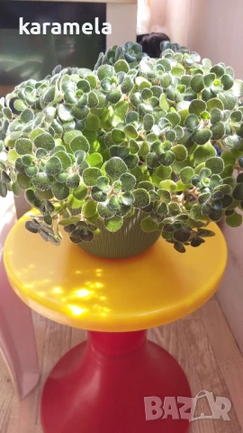 Дървото на парите