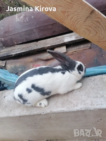 ЗАМЕНЯМ ЗА ЖЕНСКА, снимка 2 - Други - 52643230