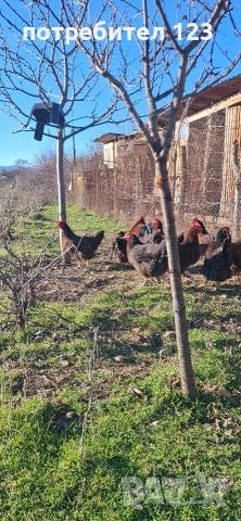 катунски кокошки, снимка 6 - Кокошки и пуйки - 52928506
