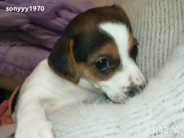джакове-малки кученца 250лв за брой-джак ръсел 2601250935, снимка 18 - Джак ръсел териер - 48831059