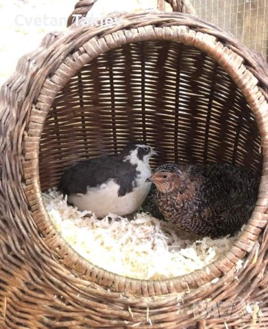 Пъдпъдъчи яйца, за разплод и консумация, пъдпъдъци и пилета, снимка 6 - Други - 41984693