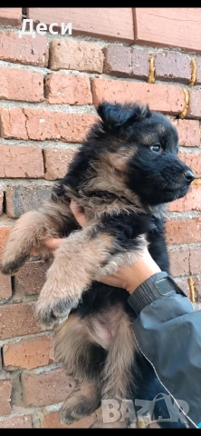 немска овчарка , снимка 4 - Немска овчарка - 53104551