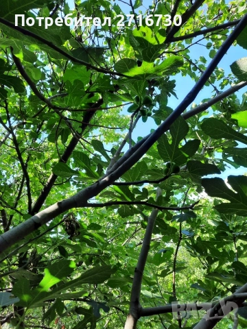 Чай от сушени смокинови листа - 100% био продукт, снимка 4 - Други - 52351885