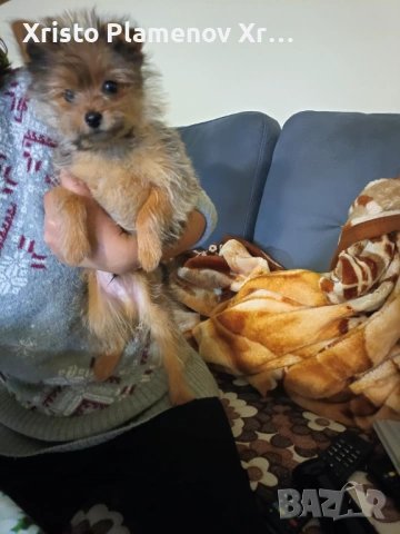 Мъжко куче юрки, снимка 4 - Други - 53571478