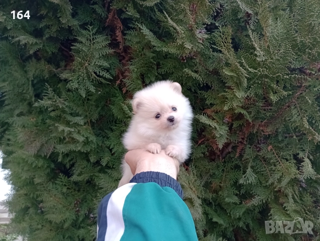 Померани. Реални снимки от 22.12.25, снимка 3 - Померан - 52875532