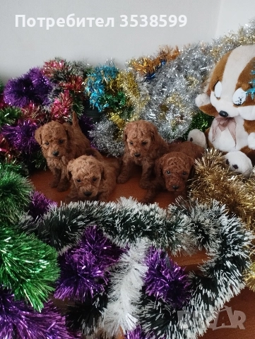 Мини и Той Пуделчета ., снимка 2 - Пудели - 52898082