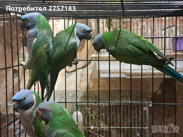 продавам папагали китаиски александар 3 женски 2023 г, снимка 7 - Папагали - 53053887