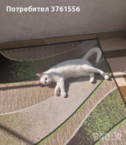 Подарявам коте, снимка 2 - Други - 52875943