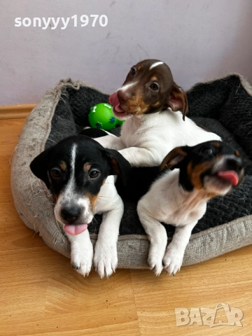 сладко пале-джак ръсел на 80 дена-женско 1011252203, снимка 11 - Джак ръсел териер - 52369394