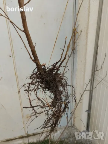 Лешници - Тонда джентиле, Ран трапезундски, Римски и Тонда ди джифони, снимка 8 - Разсади - 42337007