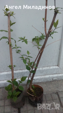 Градински жасмин