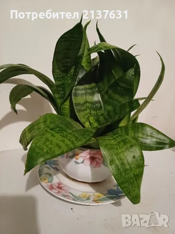 САНСЕВИЕРА в ПОРЦЕЛАН с маркировка , снимка 1