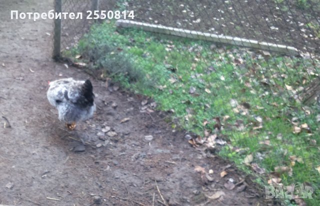 Оплодени яйца от породисти Катунски кокошки, снимка 7 - Кокошки и пуйки - 27672918