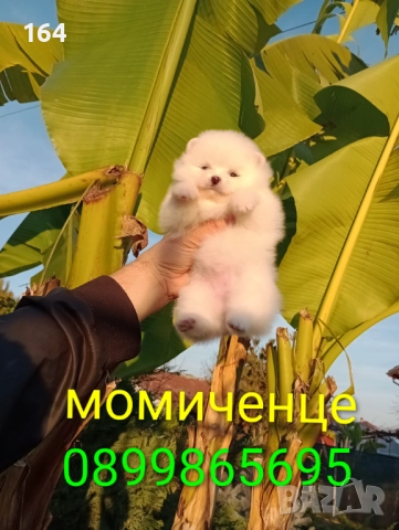 Померани. Мъжки и женски бели момичета., снимка 4 - Померан - 52772089