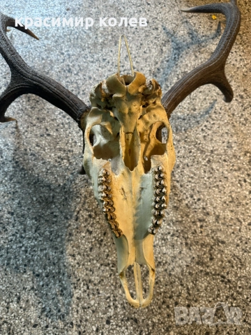 ловен трофей /рога/ 70см., снимка 6 - Антикварни и старинни предмети - 52591960