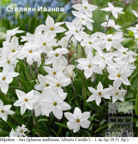 Ифейон – бял (Ipheion uniflorum 'Alberto Castillo') – луковици