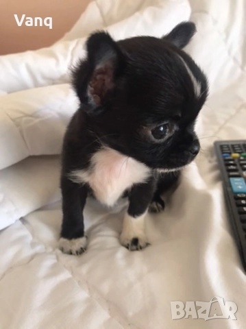 Чихуахуа Възможност за доставка 