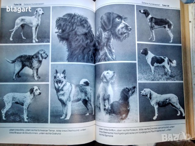"Енциклопедия на кучето"-Германия, снимка 2 - Специализирана литература - 33458448