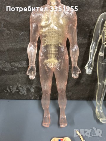 Модели на човешкото тяло Deagostini, снимка 4 - Образователни игри - 44097458