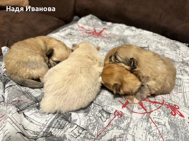 Немски шпиц, снимка 10 - Немски шпиц - 52687005