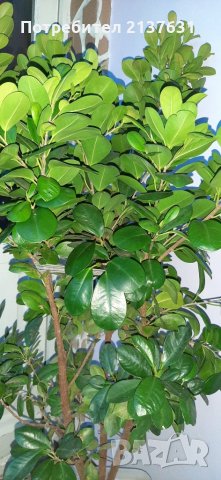 Продавам  ЖЕН ШЕН - Дървото на Щастието , снимка 2 - Стайни растения - 28467060
