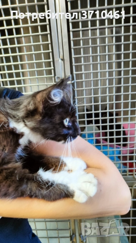 Коте, дългокосмест, 6 месечен, черно-бял, с отрицателни тестове за болести, снимка 4 - Други - 51742472