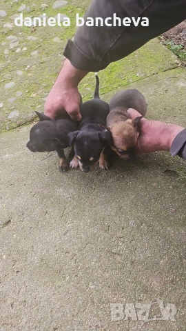 пинчери едно момче и едно момиче